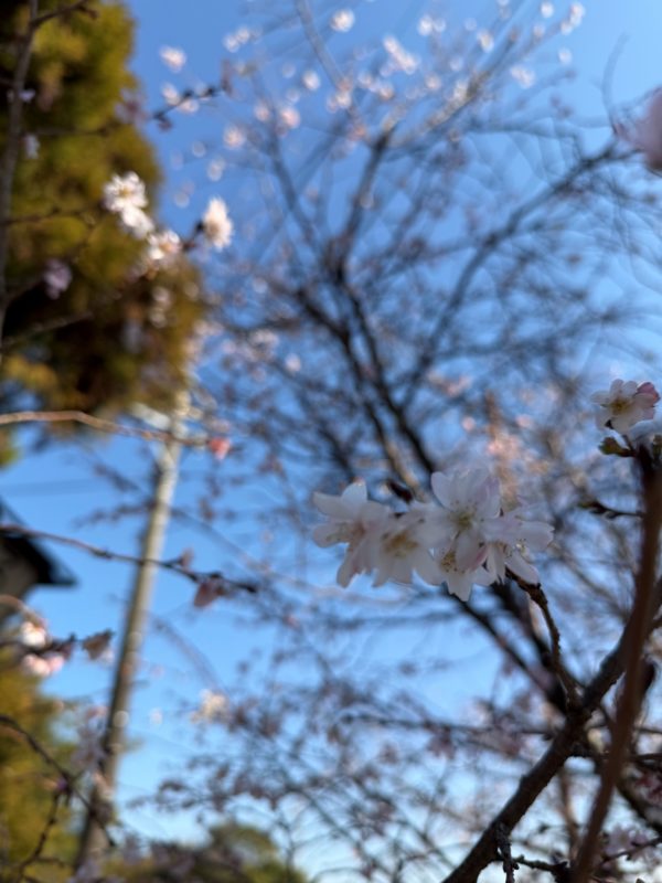 【半田市AHH工務店のこと】福の冬休みと新年と。