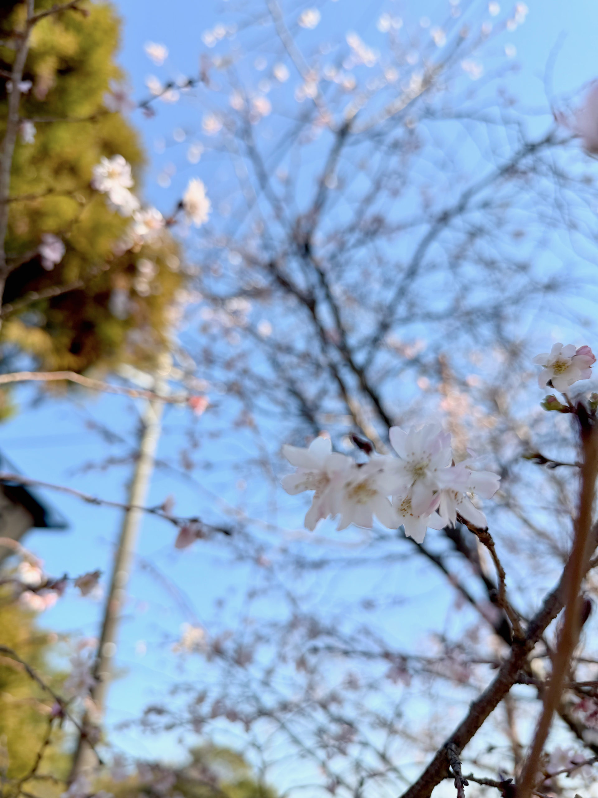 【東浦町】完成見学会｜ほぼ平屋の、空気がきれいなWBのお家